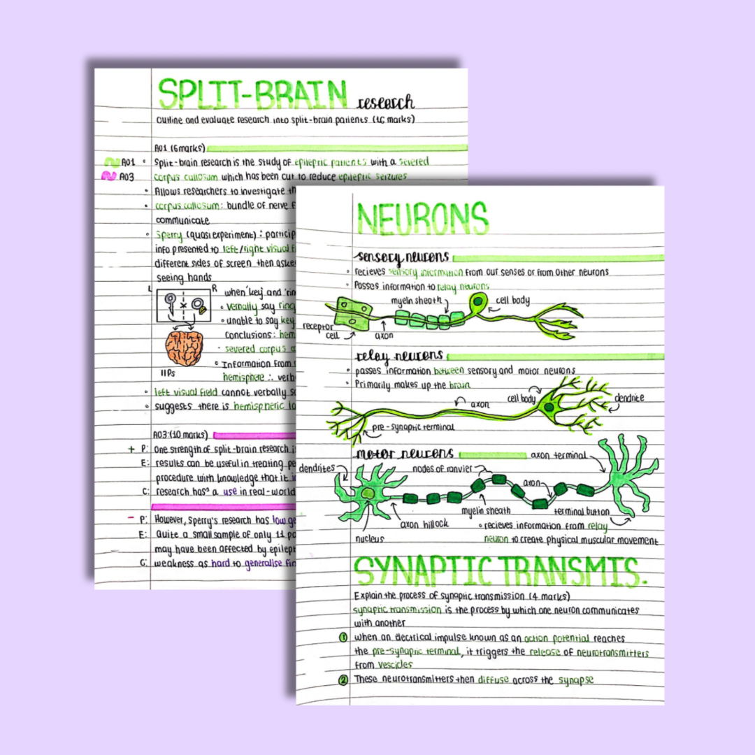 A Level Psychology Biopsychology Notes