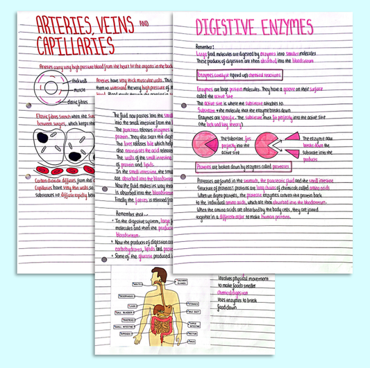 GCSE Biology Organisation Notes