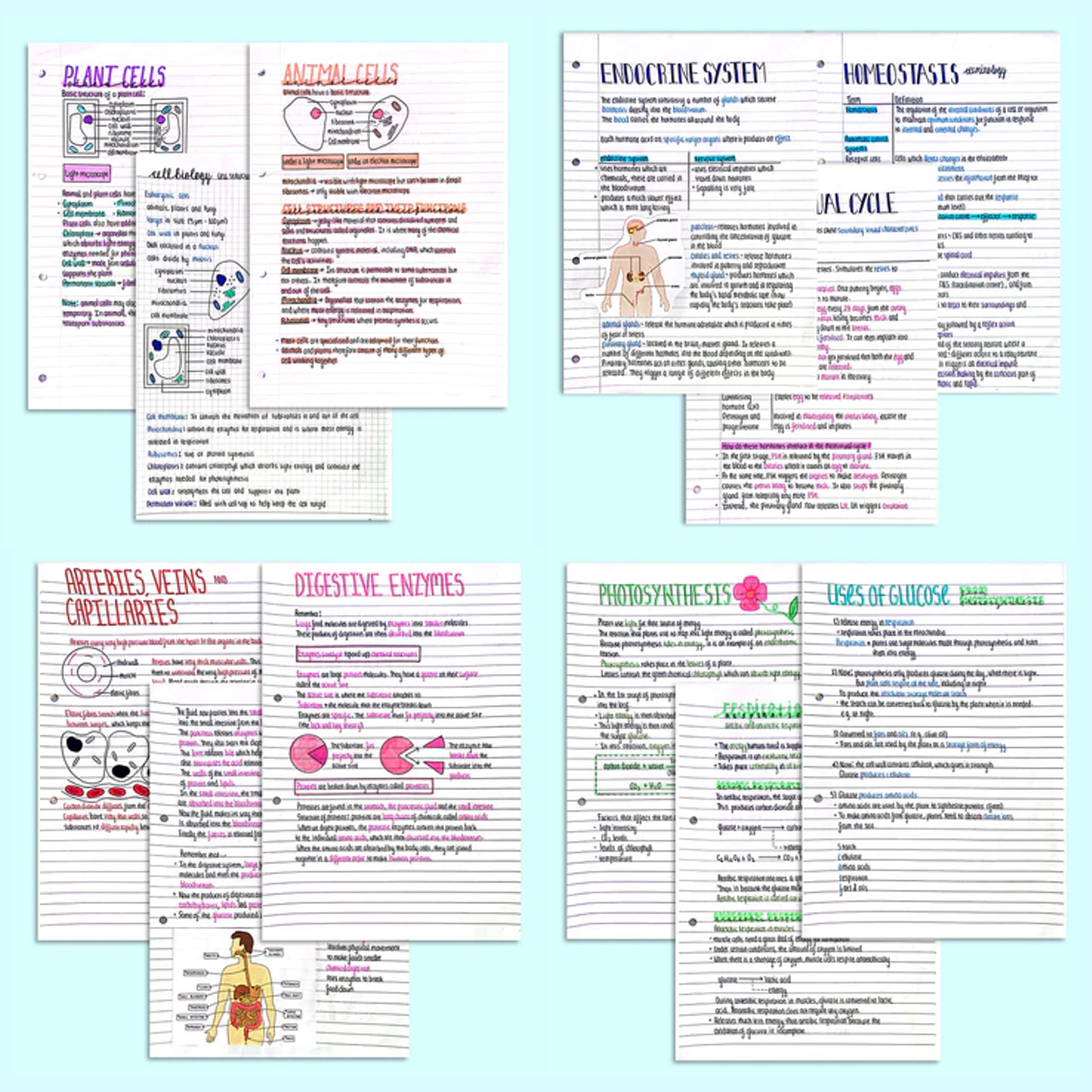 GCSE Biology Topic Bundle