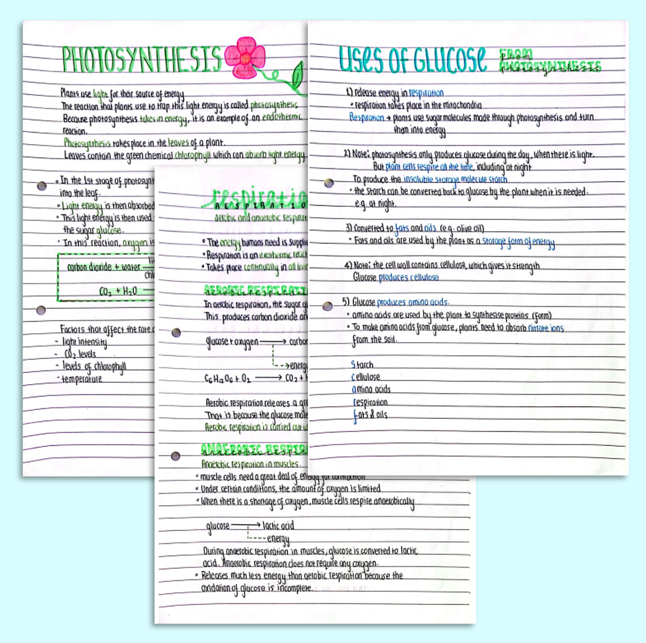 GCSE Biology Bioenergetics Notes